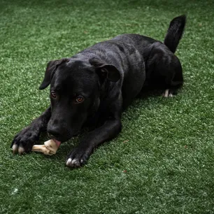 Can Dogs Eat Lamb Bones?