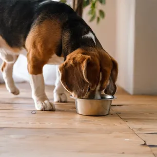 Can Dogs Eat Lobster