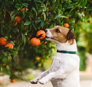 Can Dogs Eat Mandarins?