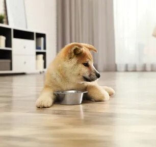 Can Dogs Eat Mustard?