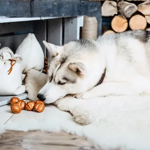 Can Dogs Eat Nuts?