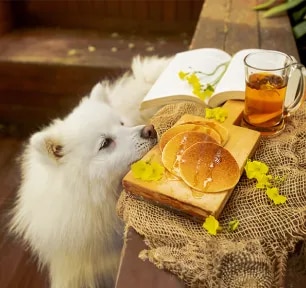 Can Dogs Eat Pancakes