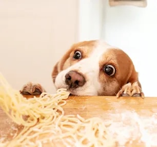 Can Dogs Eat Pasta, Spaghetti or Noodles?