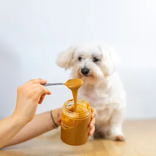 Can Dogs Eat Peanuts and Peanut Butter?
