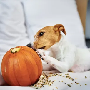 Can Dogs Eat Pumpkin?