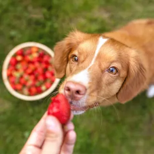 Can Dogs Eat Strawberries