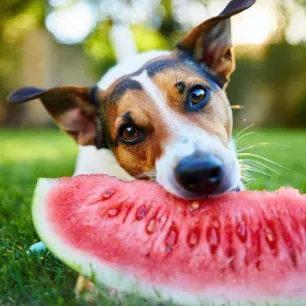 Can Dogs Eat Watermelon?