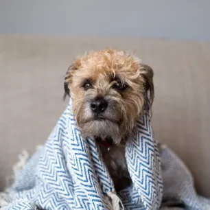 Can Dogs Get Colds or Flu