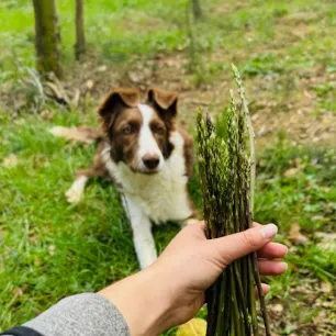 /care-and-advice/dog/feeding-and-nutrition/can-dogs-eat-asparagus