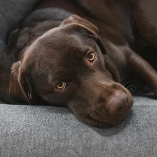 Cancer in dogs – signs and treatment