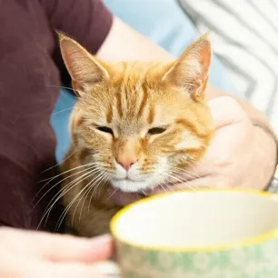 Caring For Your Senior Cat