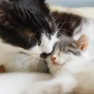 Caring For a Newborn Kitten