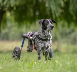 Caring for Paralysed Dogs and Wheelchair Advice