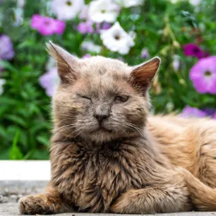 Cat Conjunctivitis - Symptoms and Treatment