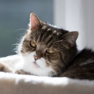 Cat Dementia: What You Need to Know
