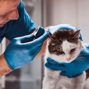 Cat Ear Infections and Common Ear Problems