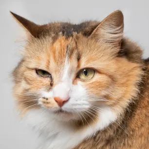 Cat Eye Infections: Symptoms and Treatments
