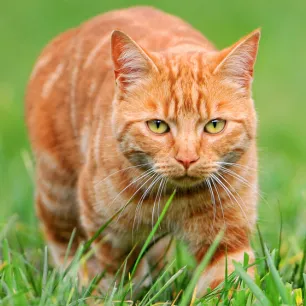 Cat Hunting Behaviours