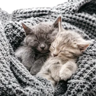 Cat Labour and Giving Birth