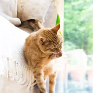 Cat Overgrooming Causes and Treatment