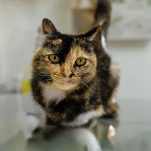 Cat Skin Cancers
