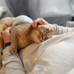 Cat Stroke Symptoms and Treatment