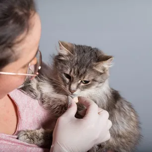 Cat Worms Symptoms and De-Worming Treatment