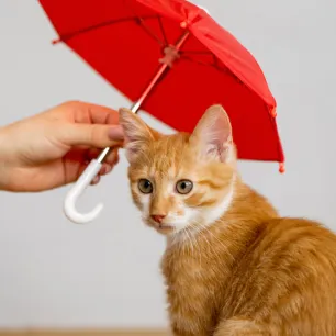 Cat and Kitten Insurance