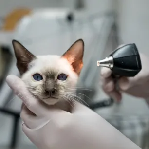 Cat mites: everything you need to know