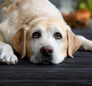 Common Health Problems in Labradors