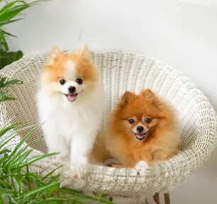 Common Health Problems in Pomeranians