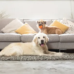 Coprophagia in Dogs