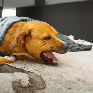 Coughing in Dogs