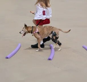 Cruciate Ligament in Dogs