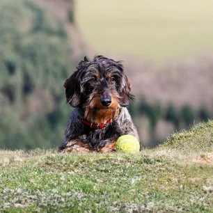 Curly-haired dog breeds you can’t help but love instantly