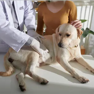 Cushing’s Disease in Dogs Symptoms and Treatment