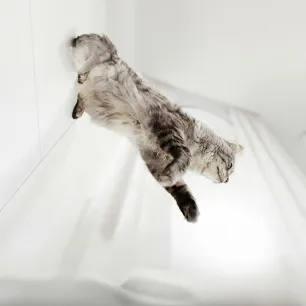 Do Cats Always Land on Their Feet?