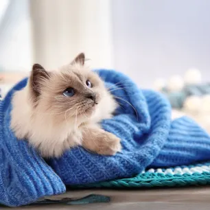 Do Cats Feel the Cold