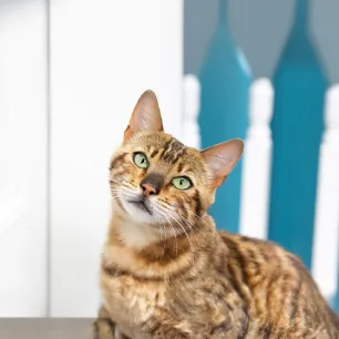 Do Cats Get Bored? The Tell-Tale Signs of Cat Boredom