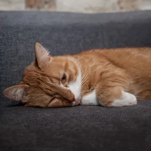 Do Cats Get Depressed_ Here’s What You Should Know