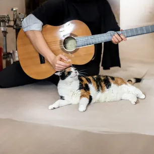 Do cats like music?