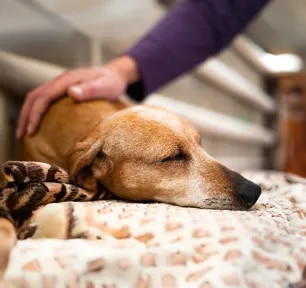 Dog Abscess: What to Look Out For & Best Treatment