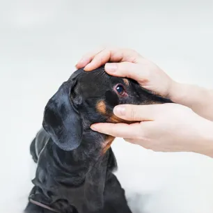 Dog Conjunctivitis: Symptoms and Treatment