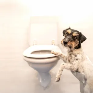 Dog Constipation: Everything You Need to Know