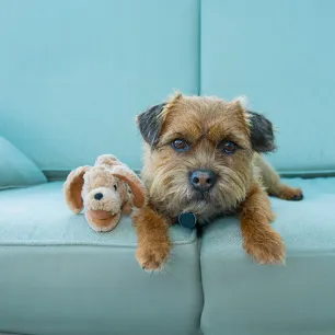 Dog Depression – Symptoms & Treatment