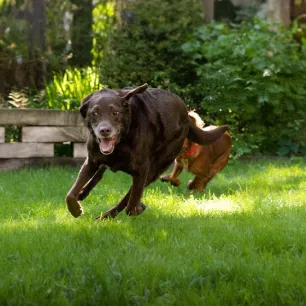 Dog Exercise and Staying Healthy
