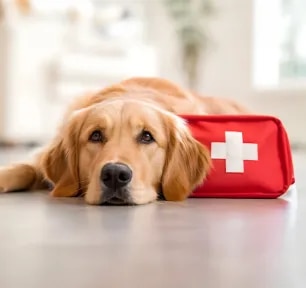 Dog First Aid Guide: What Owners Need to Know