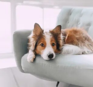 Dog Hackles: Why Do Dog’s Hairs Stand Up?
