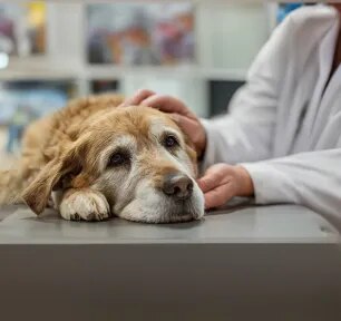 Dog Stroke Symptoms and Treatment