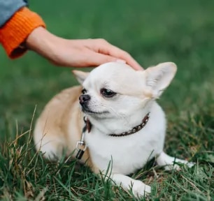 Dwarfism in Dogs